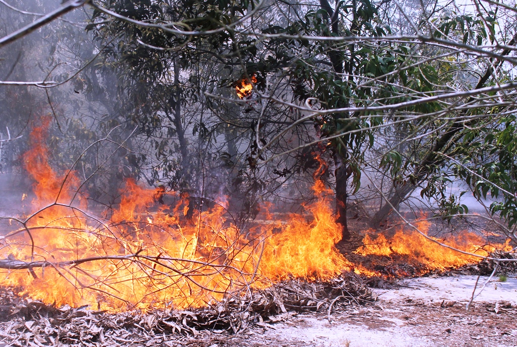 Khu vực rừng keo phòng hộ ở xã Bình Nam bị cháy (ảnh CTV)