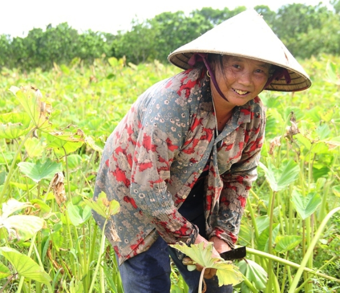 mùa-thu-hoạch-khoai.jpg