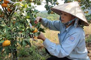 Thành quả cho người đi đầu: Thu tiền tỷ/năm