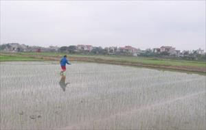 Hải Dương tập trung chăm sóc lúa xuân