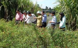 Tân Châu: Người trồng ớt điêu đứng vì giá và dịch bệnh