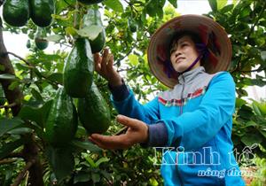 Đắk Lắk: Mô hình cà phê trồng xen cây ăn trái đem lại hiệu quả kinh tế cao