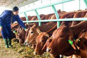 Thanh Hoá thu hút hơn 17 nghìn tỷ đồng đầu tư và phát triển trang trại chăn nuôi
