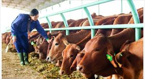 Thanh Hoá thu hút hơn 17 nghìn tỷ đồng đầu tư và phát triển trang trại chăn nuôi