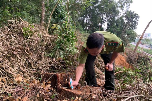 Thanh Hóa xác minh, làm rõ nhiều cây keo tại rừng đặc dụng bị đốn hạ