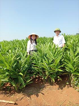 “Quả ngọt” từ cây riềng đỏ trên đất bazan