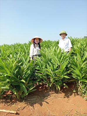 “Quả ngọt” từ cây riềng đỏ trên đất bazan