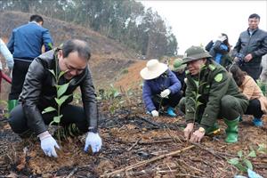 Huyện Trấn Yên triển khai trồng thay thế 2.750 ha rừng trong năm 2023