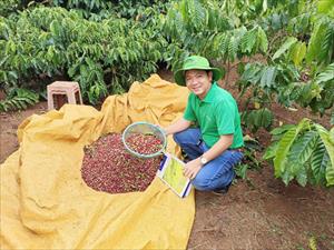 Người trồng cà phê ở Tây Nguyên: Nơm nớp nỗi lo cà phê tặc