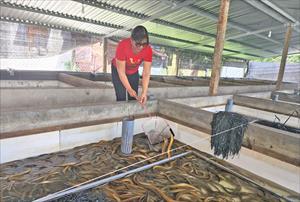 Phú Yên nhân rộng mô hình nuôi lươn không bùn