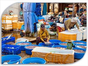 Nhộn nhịp chợ cá ở phố du lịch Hội An