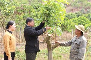 Khuyến nông Sơn La “Cánh tay nối dài” giúp nông dân làm giàu