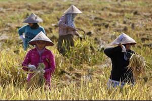 Đông Nam Á đảm bảo an ninh lương thực trước kỷ nguyên khô hạn