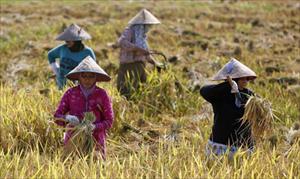 Đông Nam Á đảm bảo an ninh lương thực trước kỷ nguyên khô hạn