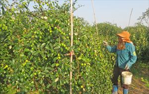 Hiệu quả từ chuyển đổi làm muối sang trồng táo ở Bàng La