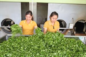 Báo chí là cầu nối tiêu thụ, nâng cao thương hiệu và giá trị nông sản cho nông dân Thái Nguyên
