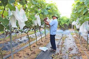 Triển khai đồng bộ nhiều giải pháp, Hà Nam nâng cao hiệu quả HTX nông nghiệp