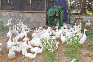 “Nông dân áo xanh” vượt khó, tăng gia sản xuất