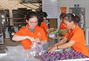 Liên kết tiêu thụ sản phẩm ở Hà Nam: Vai trò HTX được khẳng định