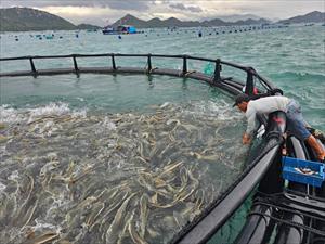 Khánh Hòa thúc đẩy phát triển nuôi biển công nghệ cao