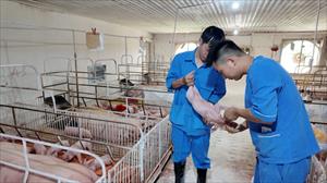Hanvet bước đầu thành công với vaccine phòng dịch tả lợn châu Phi