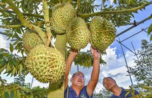 Trung Quốc kỳ vọng sầu riêng trở thành “cây làm giàu”