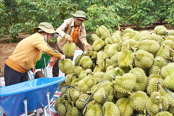 Không thương hiệu, thiệt đơn thiệt kép