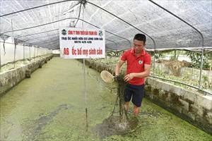 Để ốc nhồi “sinh sôi” lợi nhuận