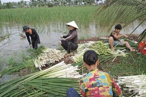 Biến cỏ dại thành đặc sản