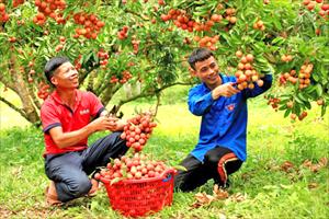 Bài học từ hành trình cây vải Lục Ngạn lên ngôi