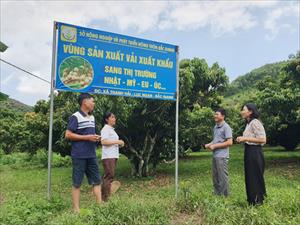 Bài học từ hành trình cây vải Lục Ngạn lên ngôi (Bài 2): Chuyển từ sản lượng sang chất lượng