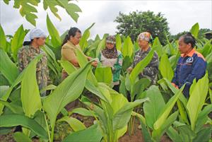 HTX “phất lên” từ sản phẩm OCOP “cây nhà lá vườn”