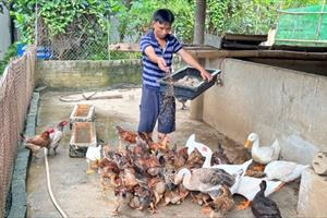 “Làm chơi ăn thật” nhờ nuôi sâu canxi