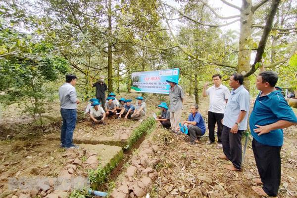 Xây dựng mô hình sản xuất cây ăn quả VietGAP