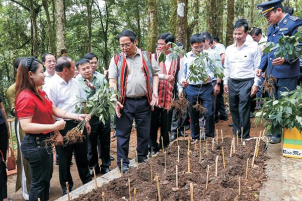 Để sâm Ngọc Linh thực sự là sản phẩm chủ lực