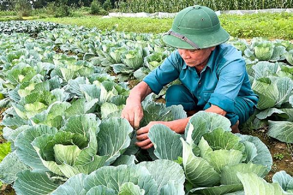 Vượt giá rét, nông dân Hà Tĩnh tập trung chăm sóc rau, hoa phục vụ Tết