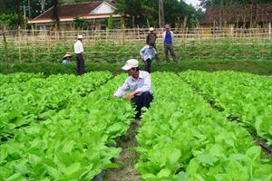 Phát triển các vùng sản xuất rau an toàn ở Quảng Ngãi