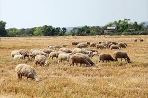 Ninh Thuận: Giá cừu tăng mạnh