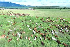 THACO AGRI hướng tới mô hình phát triển nông nghiệp bền vững