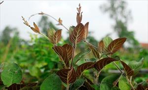 Việt Nam có một loại rau lá đầy lông là “vị cứu tinh” cho nhiều vấn đề sức khỏe