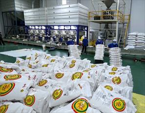 Xuất khẩu gạo: Chú trọng phân khúc chất lượng cao