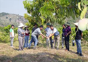 Câu lạc bộ Chủ trang trại Ninh Hòa: Liên kết, hỗ trợ nhau phát triển