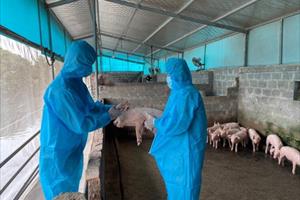 Thực hiện nghiêm các biện pháp phòng, chống bệnh Dịch tả lợn châu Phi