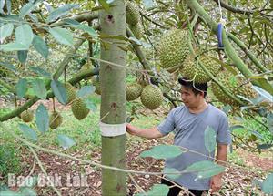 Dùng băng thun y tế phòng rệp sáp gây hại sầu riêng