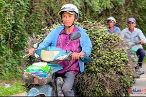 Giá cau vọt lên đỉnh rồi lao dốc: ‘Công thức’ lặp nhiều lần, nông dân 'hay quên'