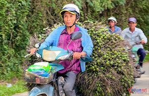 Giá cau vọt lên đỉnh rồi lao dốc: ‘Công thức’ lặp nhiều lần, nông dân 'hay quên'