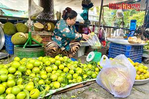 Giá bán cam mật ở Hậu Giang tăng khoảng 5.000 đồng/kg