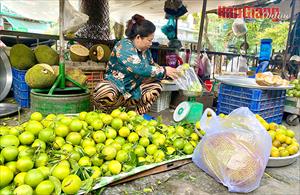 Giá bán cam mật ở Hậu Giang tăng khoảng 5.000 đồng/kg