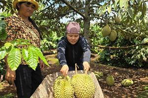 Cần cơ chế để Tây Nguyên phát triển thành vùng sản xuất nông nghiệp hiện đại