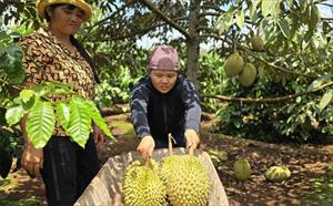 Cần cơ chế để Tây Nguyên phát triển thành vùng sản xuất nông nghiệp hiện đại